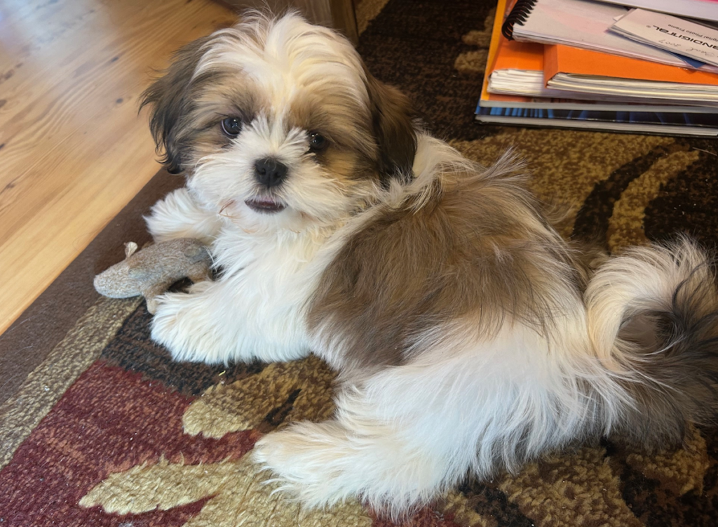 Daisy