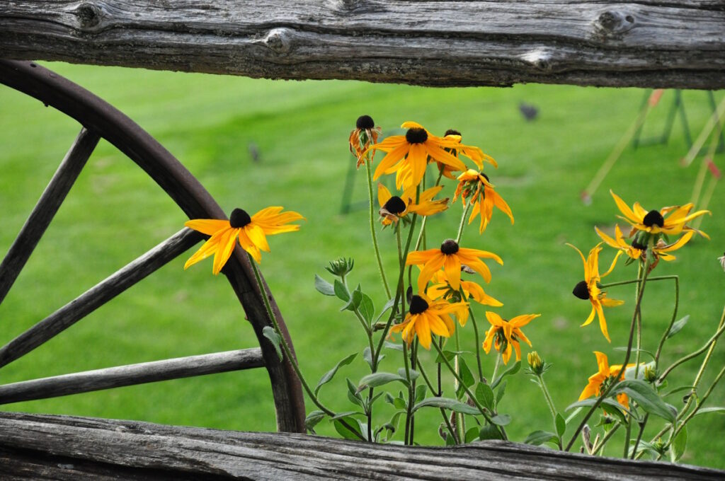 Homesteading Category