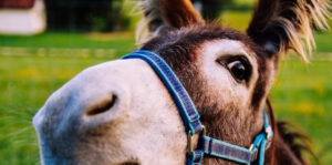 Mini Donkey