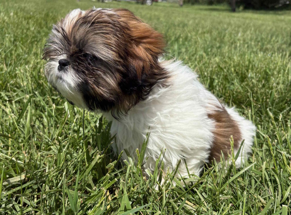 new puppy