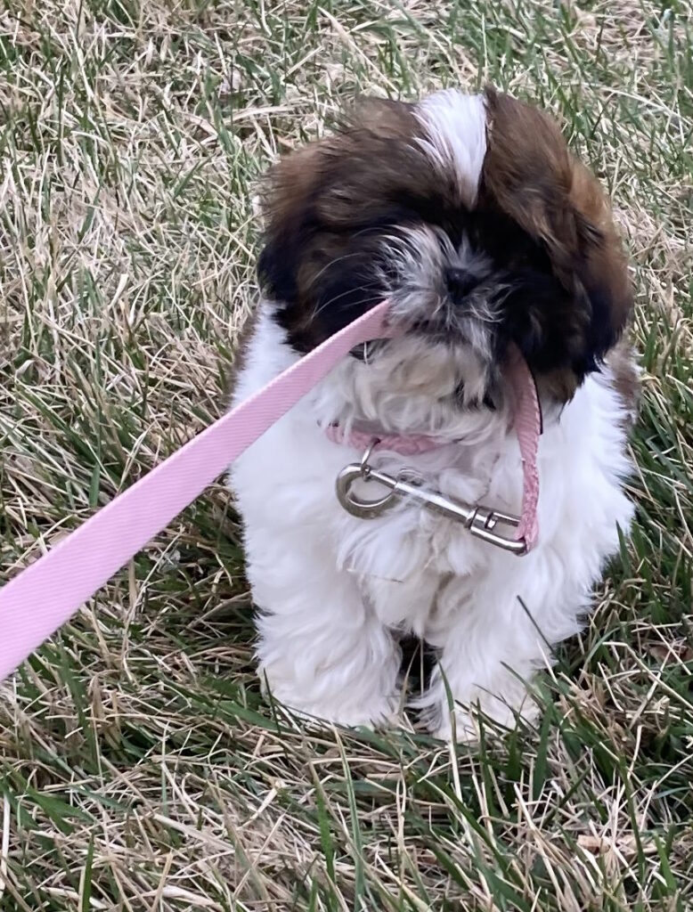 Sadie tug-of-war