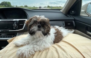 puppy on pillow