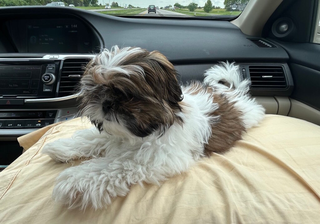 New Puppy