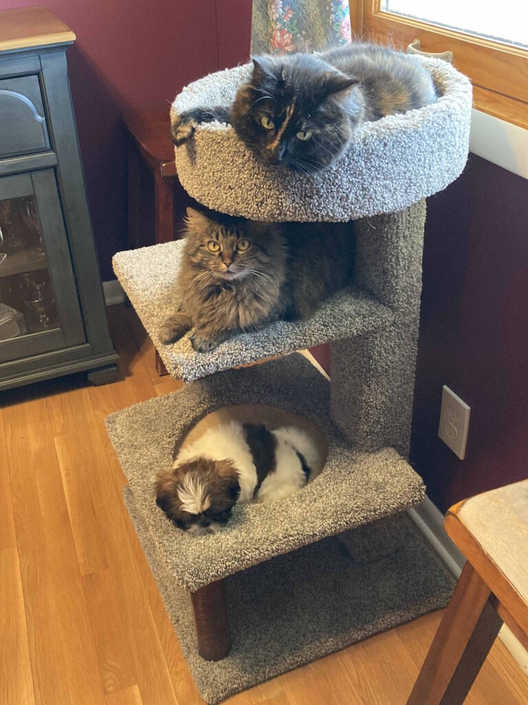 pets on tower