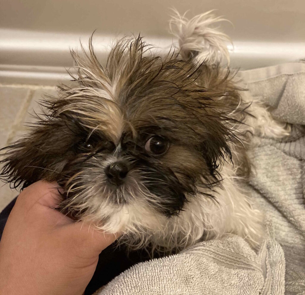 puppy bath