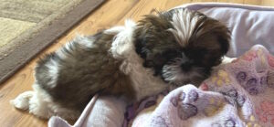 puppy