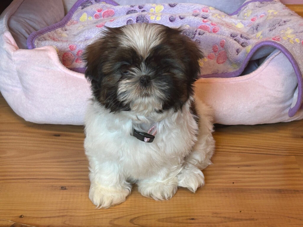 Sadie - new puppy