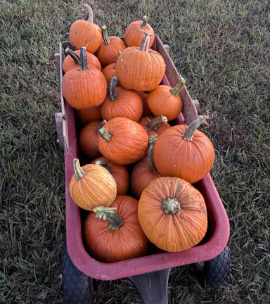 Hauling homestead pumpkin harvest in a red wagon at dusk