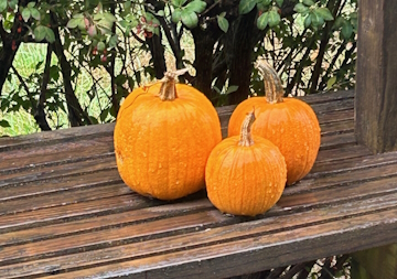 Three freshly picked mini pumpkins resting on a farmhouse bench
