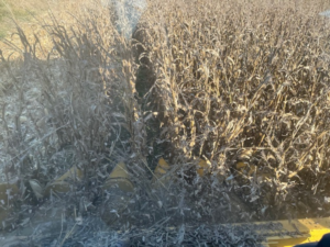 Corn head attachment slicing through rows of corn stalks at fall harvest