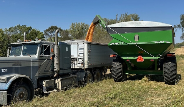 Combine auger transferring grain into semi-truck bed during fall corn harvest