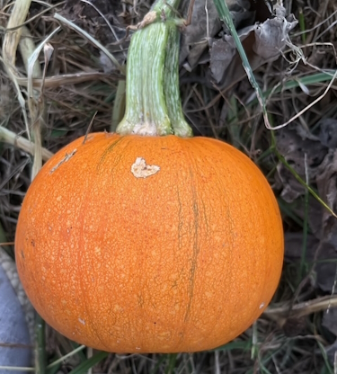Bright orange pumpkin ripening on the vine in a homestead garden