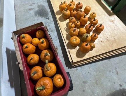 Homestead pumpkin storage in shop using wagon and wooden boards