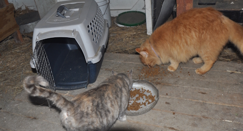 Two barn cats eating dry food from a bowl on a barn floor next to an open pet carrier, part of a feral cat taming setup