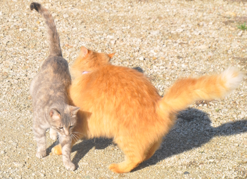 Two cats on a gravel surface—a small gray tabby kitten and a large fluffy orange cat—standing close together outdoors in sunlight
