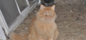 A fluffy, orange, friendly cat sitting alert in a barn, the subject of a wild kitten taming and rehoming story